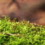 Exkursion: Moose- niedere Pflanzen von hoher Bedeutung