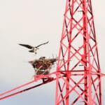 Vortrag: Adlerland NRW: Ansiedlung von Seeadler und Fischadler