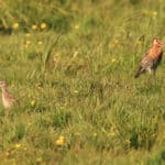 Vortrag: Wiedervernässung für einen erfolgreichen Wiesenvogelschutz